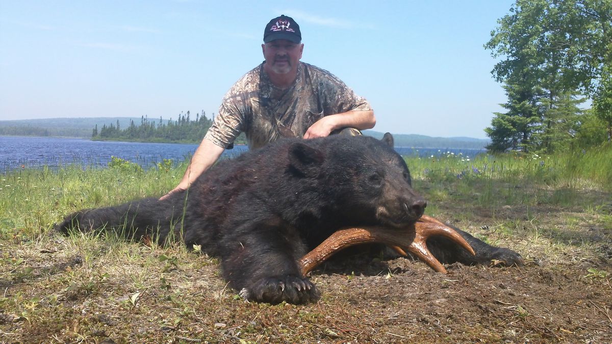 Photo Chasse Ours Hunting Black Bear